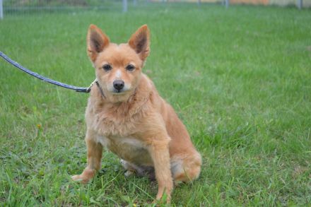 DANNIE Spitz (Kastriert) SGB 625,00 €