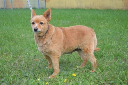 DANNIE Spitz (Kastriert) SGB 625,00 €