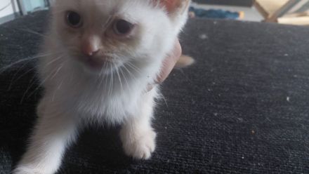 2 super Süße BKH Kitten