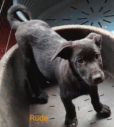 Welpen Hütehund Mischlinge