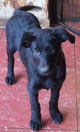 Welpen Hütehund Mischlinge