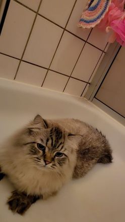 Geschwister suchen neues Zuhause