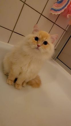 Geschwister suchen neues Zuhause