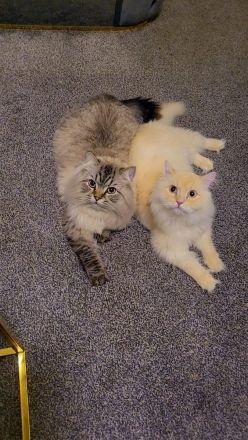 Geschwister suchen neues Zuhause