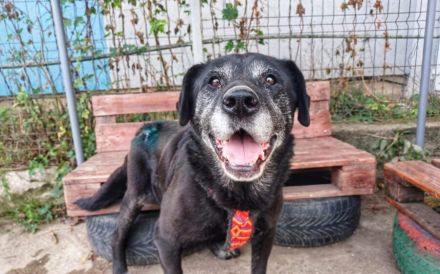 Es ist höchste Zeit für Samsons Glück!