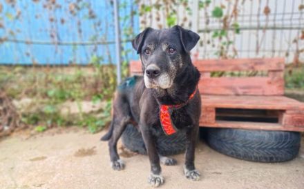 Es ist höchste Zeit für Samsons Glück!