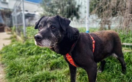 Es ist höchste Zeit für Samsons Glück!