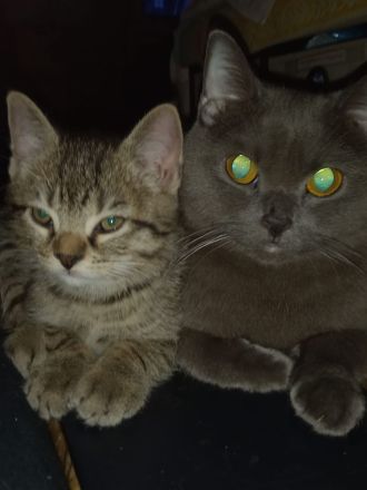 ♥️ Süße Katze Kitty - BKH OHNE Papiere - sucht liebevolles Zuhause ♥️