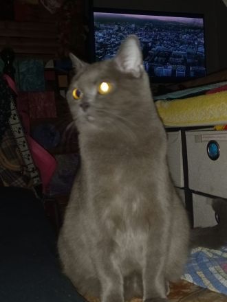 ♥️ Süße Katze Kitty - BKH OHNE Papiere - sucht liebevolles Zuhause ♥️