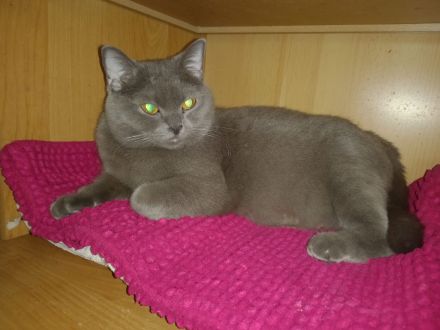 ♥️ Süße Katze Kitty - BKH OHNE Papiere - sucht liebevolles Zuhause ♥️