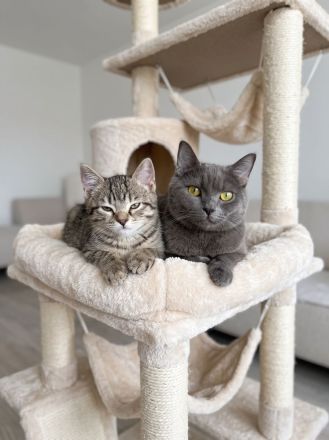 ♥️ Warum müssen es immer Kitten sein? ♥️