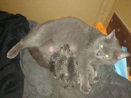 ♥️ Süße Katze - BKH - sucht liebevolles Zuhause ♥️