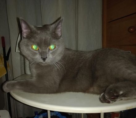 ♥️ Süße Katze Kitty - BKH OHNE Papiere - sucht liebevolles Zuhause ♥️