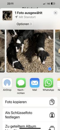 Welpen suchen liebevolles zu Hause