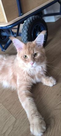 Maine Coon Deckkater (Cream Classic Tabby)