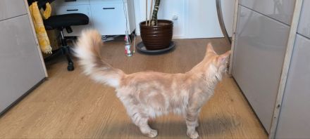 Maine Coon Deckkater (Cream Classic Tabby)
