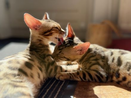 2 Bengalen (w/m), kastriert – gemeinsam abzugeben