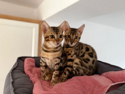 2 Bengalen (w/m), kastriert – gemeinsam abzugeben