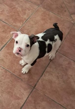 Bulldogge welpe möchte endlich ausziehen