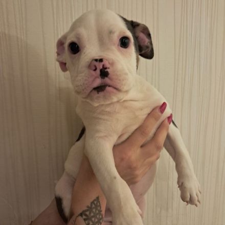 Bulldogge welpe möchte endlich ausziehen