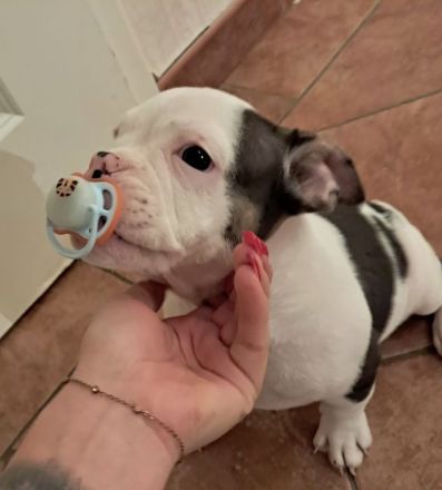 Bulldogge welpe möchte endlich ausziehen