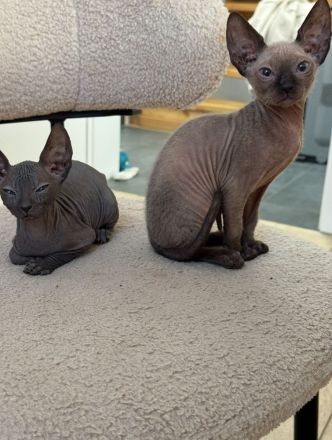 Sphynx Kitten