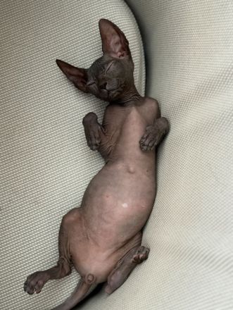 Sphynx Kitten