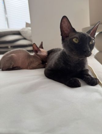 Sphynx Kitten