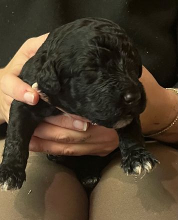 Portugiesische Wasserhund Welpen