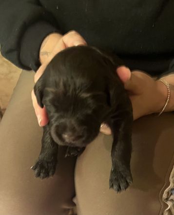 Portugiesische Wasserhund Welpen