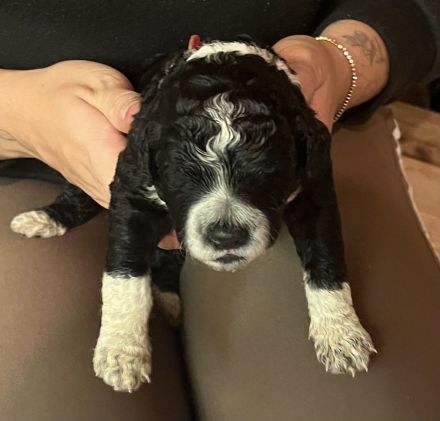 Portugiesische Wasserhund Welpen