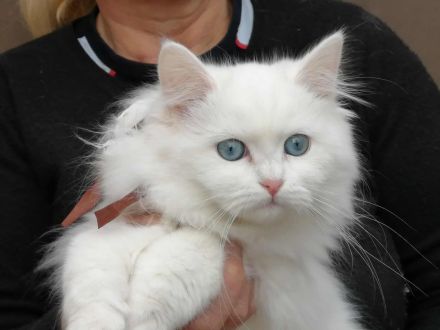 hypoallergene Schneebällchen aus exclusiver Linie mit blauen Augen
