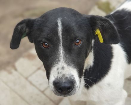 Ringo, ruhiger lieber Junghund sucht geduldige, liebe Menschen, 1 Jahr, 38 cm