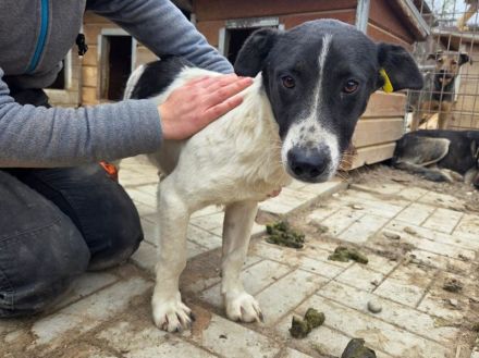 Ringo, ruhiger lieber Junghund sucht geduldige, liebe Menschen, 1 Jahr, 38 cm