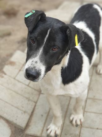 Ringo, ruhiger lieber Junghund sucht geduldige, liebe Menschen, 1 Jahr, 38 cm