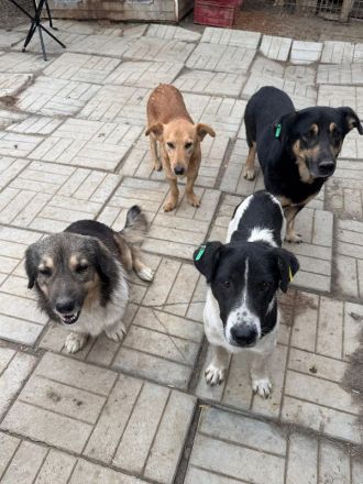 Ringo, ruhiger lieber Junghund sucht geduldige, liebe Menschen, 1 Jahr, 38 cm