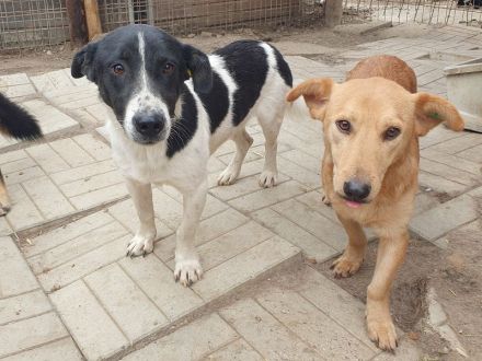 Ringo, ruhiger lieber Junghund sucht geduldige, liebe Menschen, 1 Jahr, 38 cm