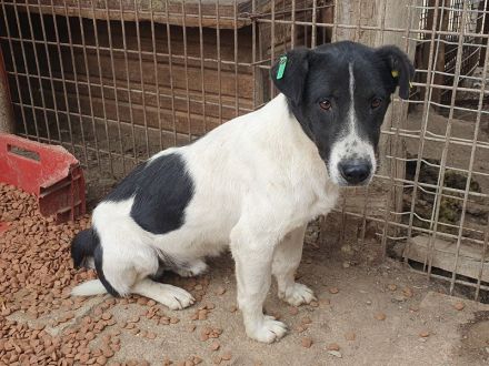 Ringo, ruhiger lieber Junghund sucht geduldige, liebe Menschen, 1 Jahr, 38 cm