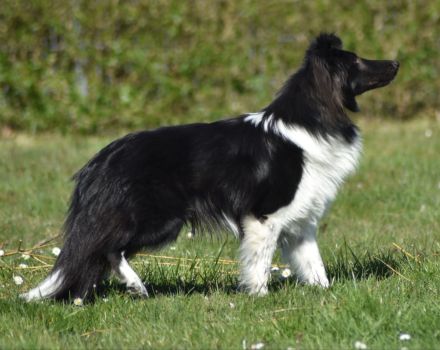 Deckrüden Sheltie