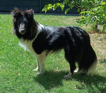 Deckrüden Sheltie