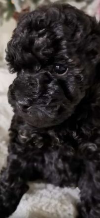 Pudelwelpen, Zwerge, Toy's, Allergiker geeignet, nicht haarende Rasse