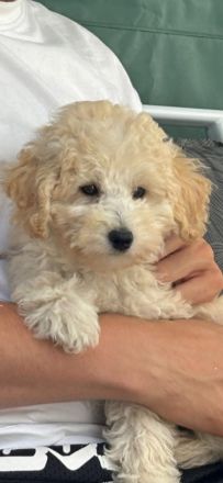 Pudelwelpen, Zwerge, Toy's, Allergiker geeignet, nicht haarende Rasse