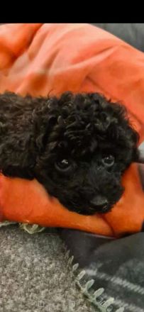 Pudelwelpen, Zwerge, Toy's, Allergiker geeignet, nicht haarende Rasse