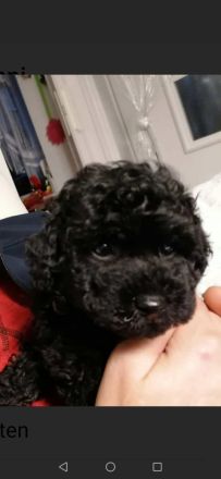 Pudelwelpen, Zwerge, Toy's, Allergiker geeignet, nicht haarende Rasse