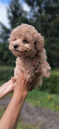 Pudelwelpen, Zwerge, Toy's, Allergiker geeignet, nicht haarende Rasse