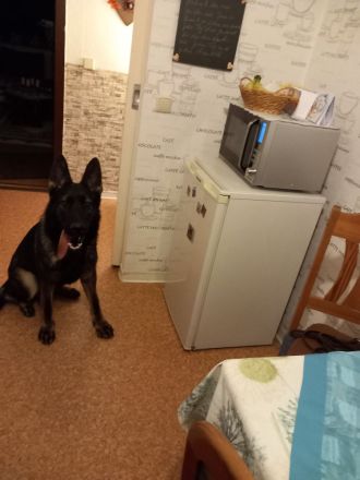 Verkaufe 2 Jährigen Schäferhund Rüden mit Prüfung (99,9%DDR Blütig)