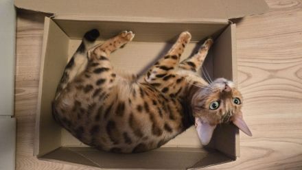 Bengal Weibchen Bella