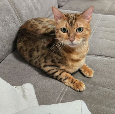 Bengal Weibchen Bella