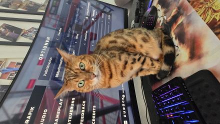 Bengal Weibchen Bella