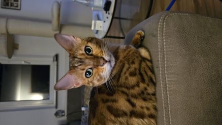 Bengal Weibchen Bella